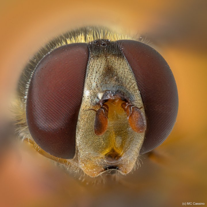 Fly